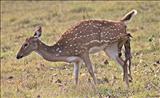 Spotted Deer giving birth to the young one